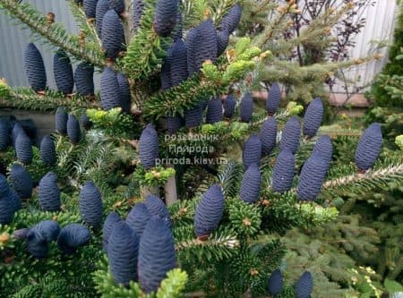 Ялиця корейська (Abies koreana) ФОТО Розсадник рослин Природа (39)