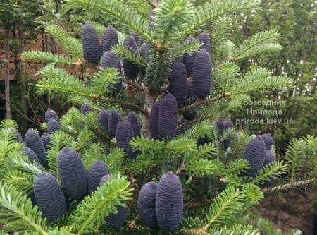 Ялиця корейська (Abies koreana) ФОТО Розсадник рослин Природа (40)