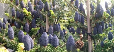 Ялиця корейська (Abies koreana) ФОТО Розсадник рослин Природа