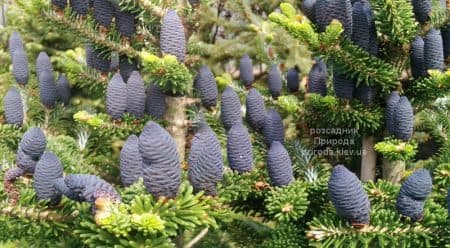 Ялиця корейська (Abies koreana) ФОТО Розсадник рослин Природа (43)