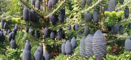 Ялиця корейська (Abies koreana) ФОТО Розсадник рослин Природа (44)