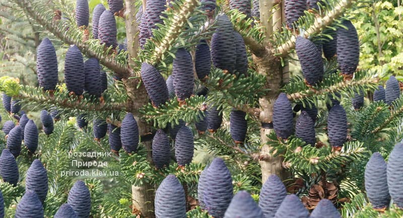 Ялиця корейська (Abies koreana) ФОТО Розсадник рослин Природа (45)