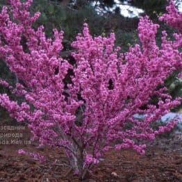 Церцис китайский Эйвондейл (Cercis chinensis Avondale) ФОТО Розсадник рослин Природа (6)