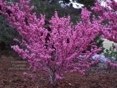 Церцис китайский Эйвондейл (Cercis chinensis Avondale) ФОТО Розсадник рослин Природа (6)