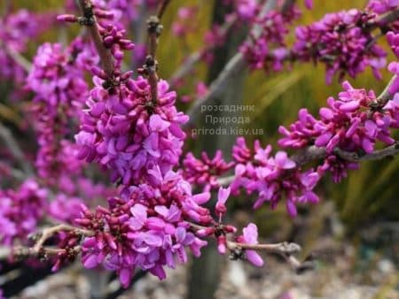 Церцис китайский Эйвондейл (Cercis chinensis Avondale) ФОТО Розсадник рослин Природа (7)