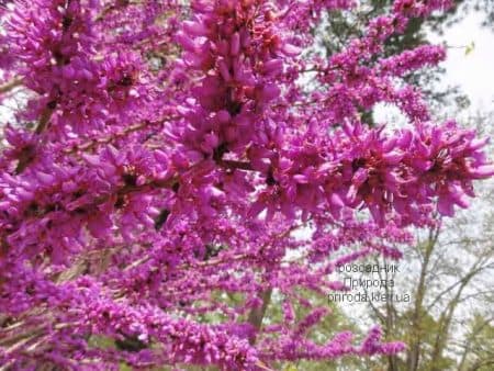 Церцис китайский Эйвондейл (Cercis chinensis Avondale) ФОТО Розсадник рослин Природа (8)