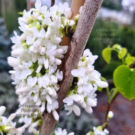 Церцис китайський Широбана (Cercis chinensis Shirobana) ФОТО Розсадник рослин Природа (1)