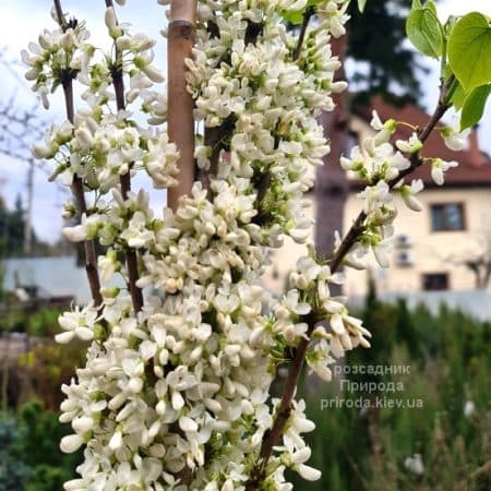 Церцис китайський Широбана (Cercis chinensis Shirobana) ФОТО Розсадник рослин Природа (2)