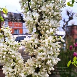 Церцис китайський Широбана (Cercis chinensis Shirobana) ФОТО Розсадник рослин Природа (4)