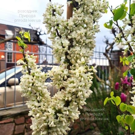 Церцис китайський Широбана (Cercis chinensis Shirobana) ФОТО Розсадник рослин Природа (5)