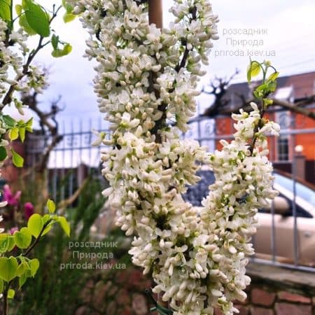 Церцис китайський Широбана (Cercis chinensis Shirobana) ФОТО Розсадник рослин Природа (6)