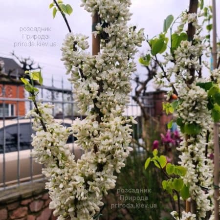 Церцис китайський Широбана (Cercis chinensis Shirobana) ФОТО Розсадник рослин Природа (7)
