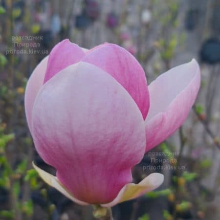 Магнолія Суланжа Ломбарді Роуз (Magnolia Lombardy Rose) ФОТО Розсадник рослин Природа (10)
