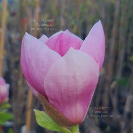 Магнолія Суланжа Ломбарді Роуз (Magnolia Lombardy Rose) ФОТО Розсадник рослин Природа (11)