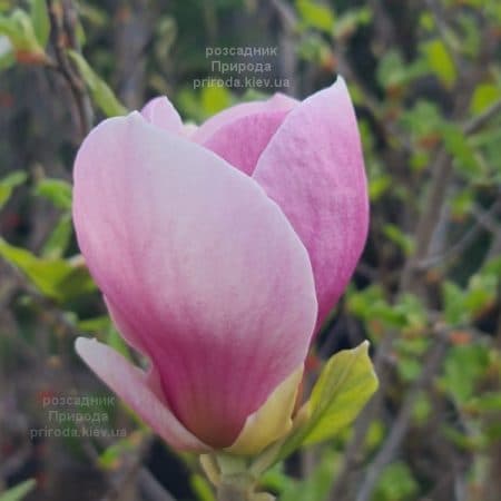 Магнолія Суланжа Ломбарді Роуз (Magnolia Lombardy Rose) ФОТО Розсадник рослин Природа (4)