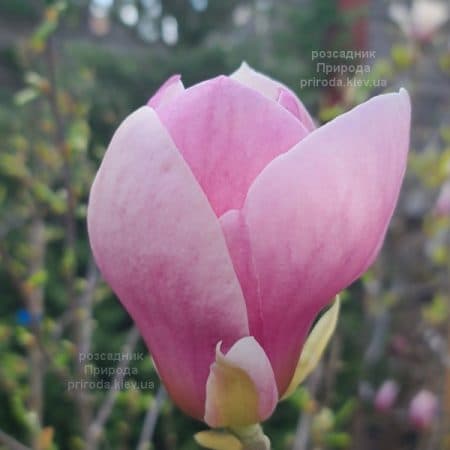 Магнолія Суланжа Ломбарді Роуз (Magnolia Lombardy Rose) ФОТО Розсадник рослин Природа (5)