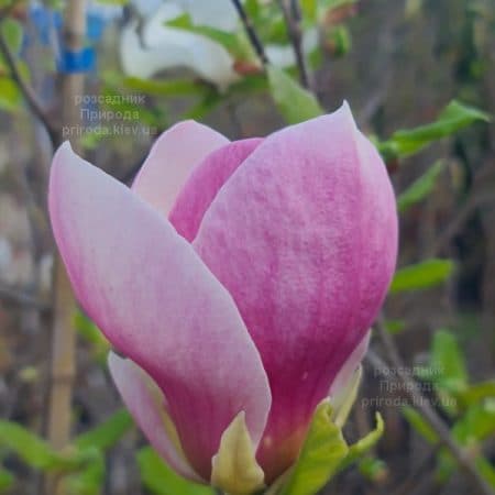 Магнолія Суланжа Ломбарді Роуз (Magnolia Lombardy Rose) ФОТО Розсадник рослин Природа (6)