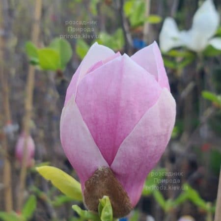 Магнолія Суланжа Ломбарді Роуз (Magnolia Lombardy Rose) ФОТО Розсадник рослин Природа (7)