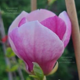 Магнолія Суланжа Ломбарді Роуз (Magnolia Lombardy Rose) ФОТО Розсадник рослин Природа (8)