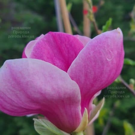 Магнолія Суланжа Ломбарді Роуз (Magnolia Lombardy Rose) ФОТО Розсадник рослин Природа (9)