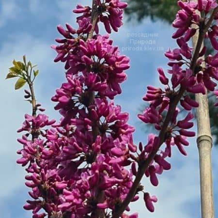 Церцис китайский Эйвондейл (Cercis chinensis Avondale) ФОТО Розсадник рослин Природа (10)