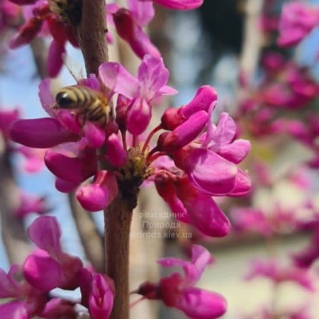 Церцис китайский Эйвондейл (Cercis chinensis Avondale) ФОТО Розсадник рослин Природа (11)
