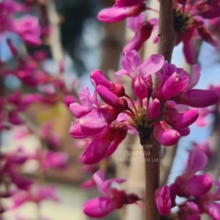 Церцис китайский Эйвондейл (Cercis chinensis Avondale) ФОТО Розсадник рослин Природа (12)