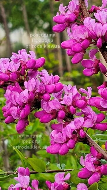 Церцис китайский Эйвондейл (Cercis chinensis Avondale) ФОТО Розсадник рослин Природа (15)