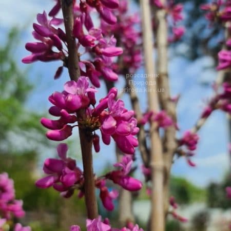 Церцис китайский Эйвондейл (Cercis chinensis Avondale) ФОТО Розсадник рослин Природа (9)