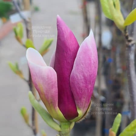 Магнолія Суланжа Ленней (Magnolia soulangeana Lennei) ФОТО Розсадник рослин Природа (24)