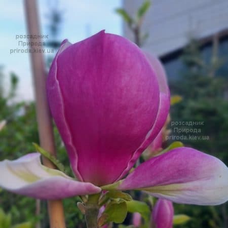 Магнолія Суланжа Ленней (Magnolia soulangeana Lennei) ФОТО Розсадник рослин Природа (25)