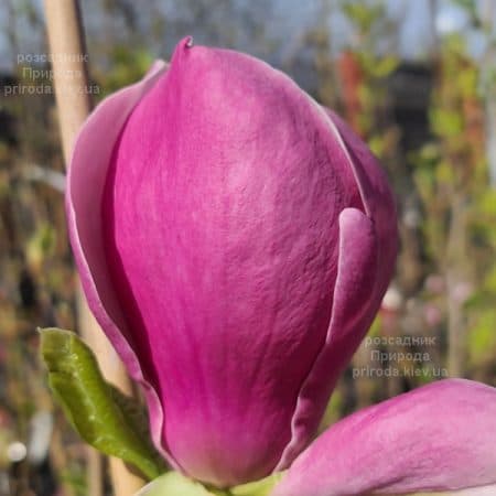 Магнолія Суланжа Ленней (Magnolia soulangeana Lennei) ФОТО Розсадник рослин Природа (26)