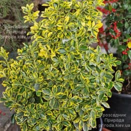 Бруслина (Бересклет) Японська Сілвер Кінг (Euonymus japonicus Silver King) ФОТО Розсадник рослин Природа (5)