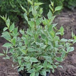 Дерен білий Сибірика Варієгата (Cornus alba Sibirica variegata) ФОТО Розсадник рослин Природа (1)