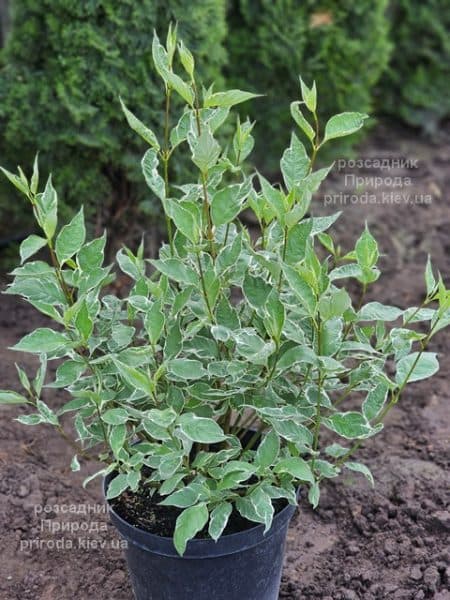 Дерен білий Сибірика Варієгата (Cornus alba Sibirica variegata) ФОТО Розсадник рослин Природа (1)