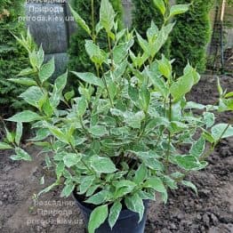 Дерен білий Сибірика Варієгата (Cornus alba Sibirica variegata) ФОТО Розсадник рослин Природа (3)