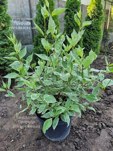 Дерен білий Сибірика Варієгата (Cornus alba Sibirica variegata) ФОТО Розсадник рослин Природа (3)