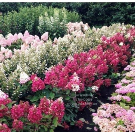 Гортензія волотиста Меджикал Везувіо (Hydrangea paniculata Magical Vesuvio) ФОТО Розсадник рослин Природа (1)