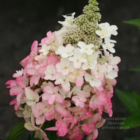 Гортензія волотиста Меджикал Везувіо (Hydrangea paniculata Magical Vesuvio) ФОТО Розсадник рослин Природа (2)