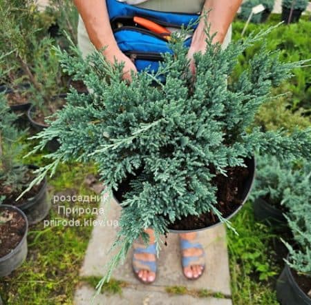 Ялівець горизонтальний Блю Чіп (Juniperus horizontalis Blue Chiр) ФОТО Розсадник рослин Природа (1)