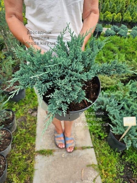 Ялівець горизонтальний Блю Чіп (Juniperus horizontalis Blue Chiр) ФОТО Розсадник рослин Природа (2)