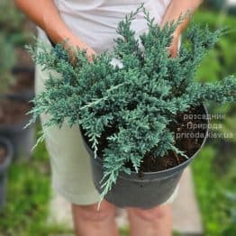 Ялівець горизонтальний Блю Чіп (Juniperus horizontalis Blue Chiр) ФОТО Розсадник рослин Природа (3)