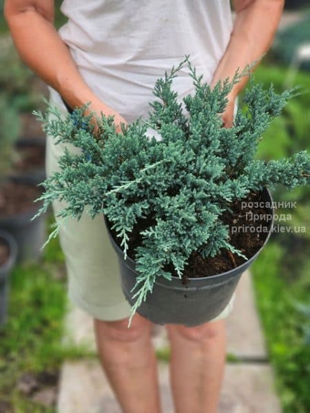 Ялівець горизонтальний Блю Чіп (Juniperus horizontalis Blue Chiр) ФОТО Розсадник рослин Природа (3)