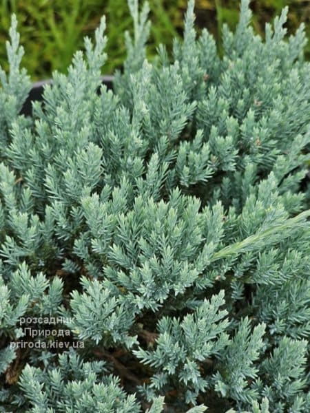 Ялівець горизонтальний Блю Чіп (Juniperus horizontalis Blue Chiр) ФОТО Розсадник рослин Природа (4)