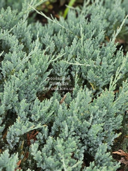 Ялівець горизонтальний Блю Чіп (Juniperus horizontalis Blue Chiр) ФОТО Розсадник рослин Природа (5)