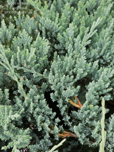 Ялівець горизонтальний Блю Чіп (Juniperus horizontalis Blue Chiр) ФОТО Розсадник рослин Природа (6)
