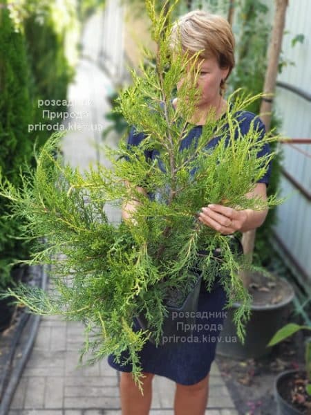 Ялівець китайський Курівао Голд (Juniperus chinensis Kuriwao Gold) ФОТО Розсадник декоративних рослин Природа (1)