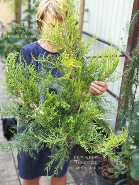 Ялівець китайський Курівао Голд (Juniperus chinensis Kuriwao Gold) ФОТО Розсадник декоративних рослин Природа (2)