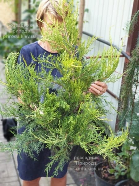 Ялівець китайський Курівао Голд (Juniperus chinensis Kuriwao Gold) ФОТО Розплідник декоративних рослин Природа (2)