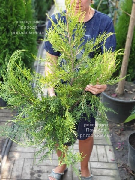 Ялівець китайський Курівао Голд (Juniperus chinensis Kuriwao Gold) ФОТО Розсадник декоративних рослин Природа (3)